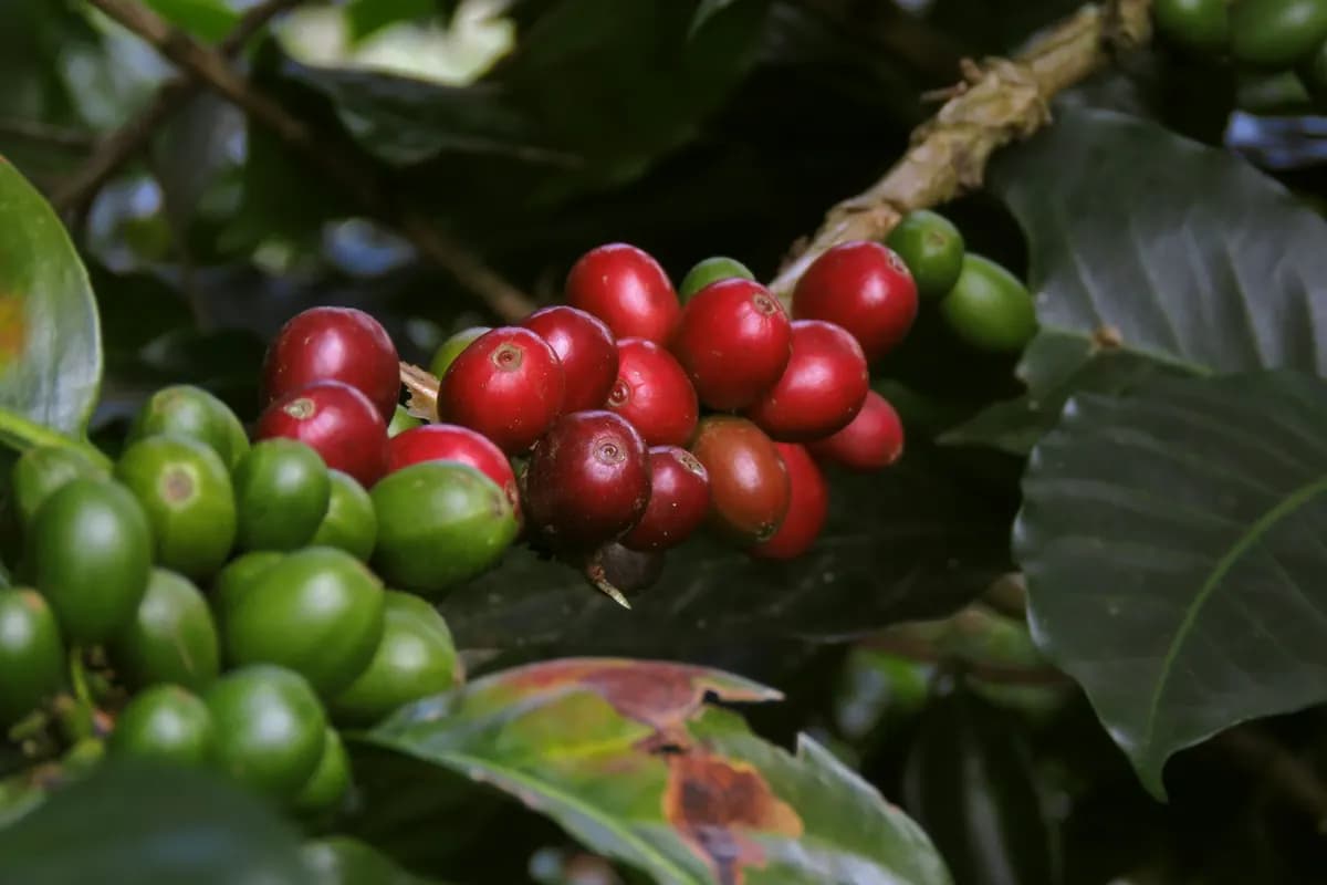 Café maduro no pé