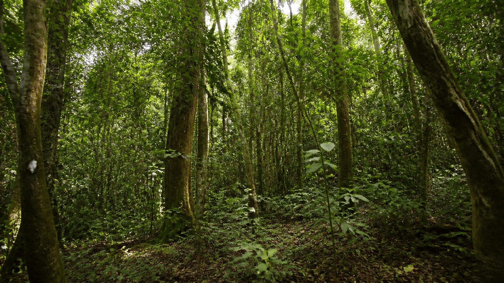 Lista oficial da flora ameaçada passa a reunir 3.730 espécies