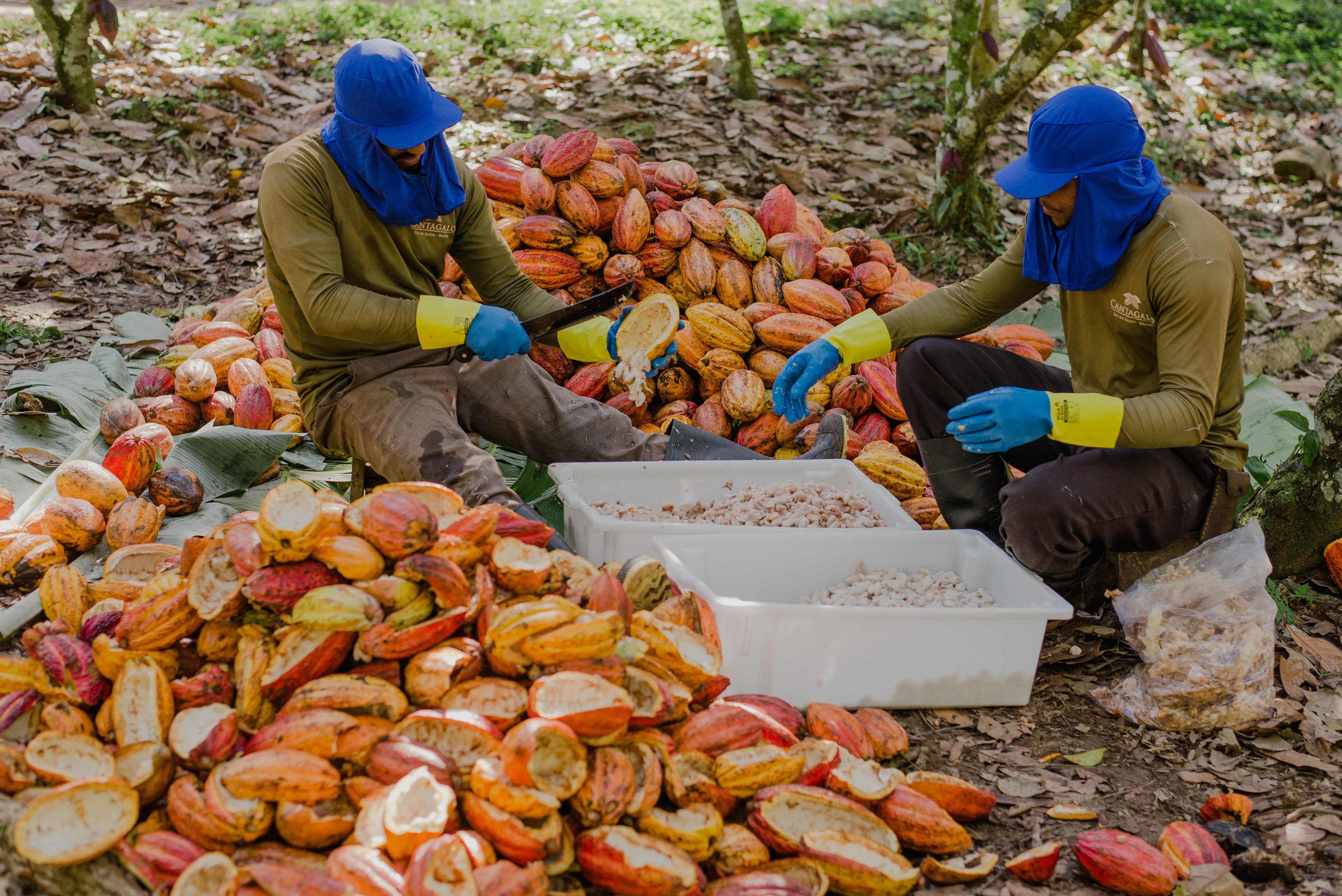 Cacau sobe em Nova York com recuo das entregas na Costa do Marfim