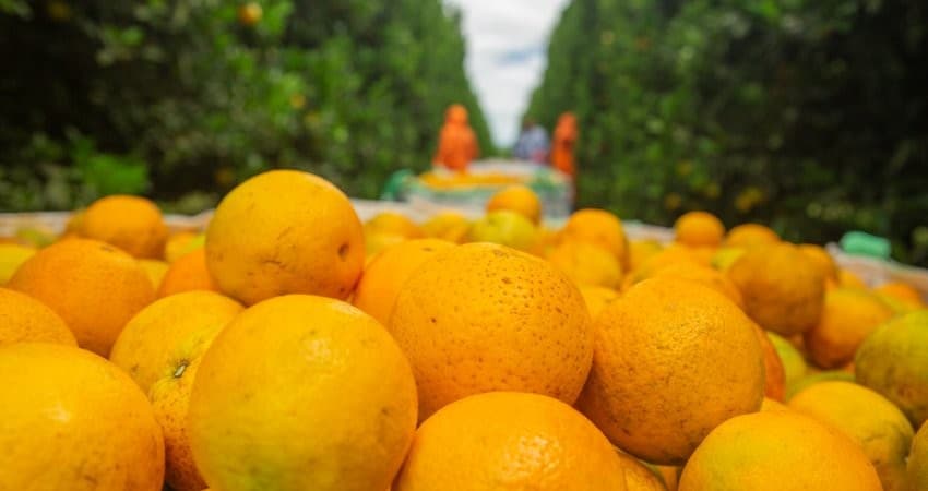 Chuvas afetam qualidade da laranja, mas podem beneficiar próxima safra