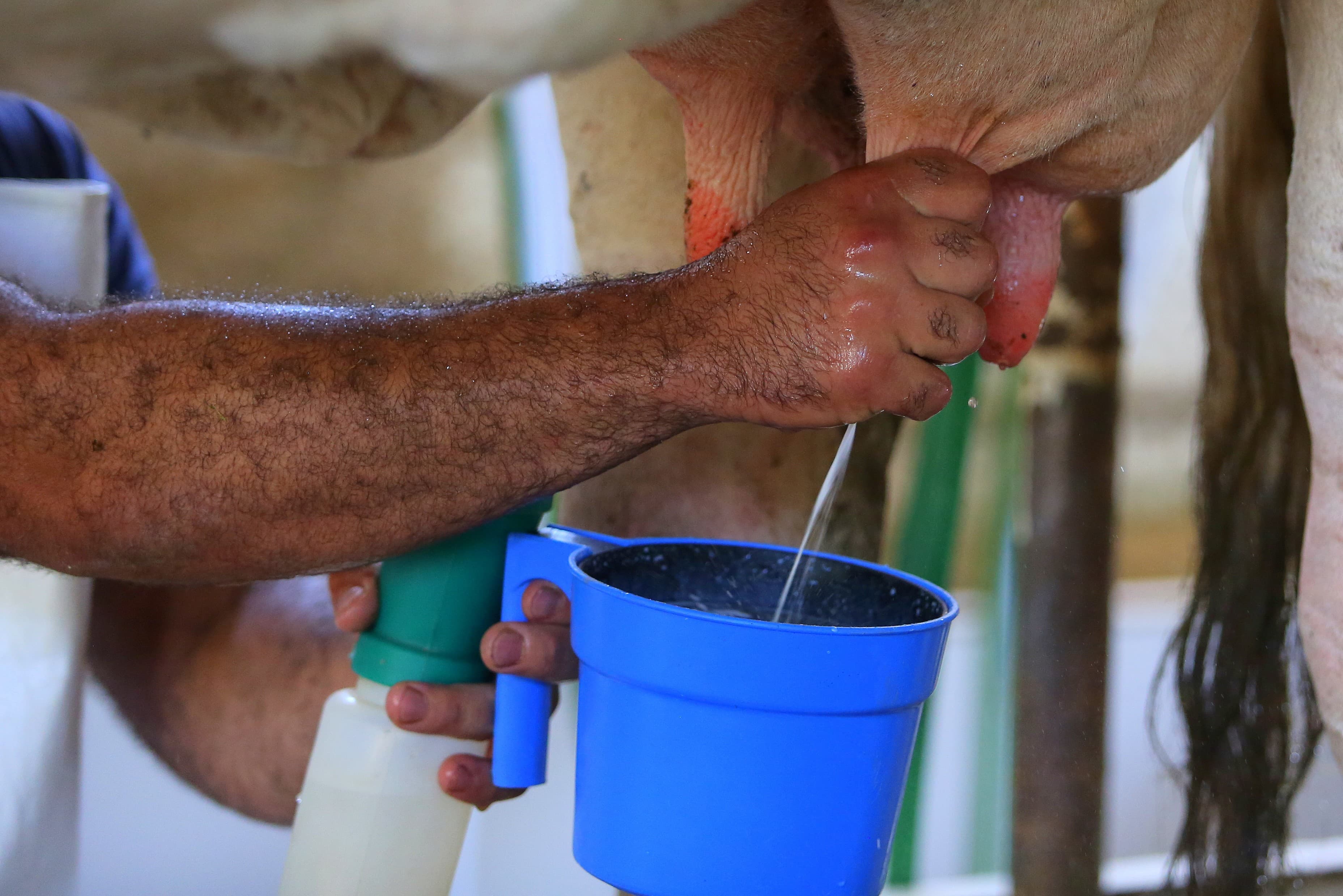 Tomar leite direto da vaca faz mal? Entenda