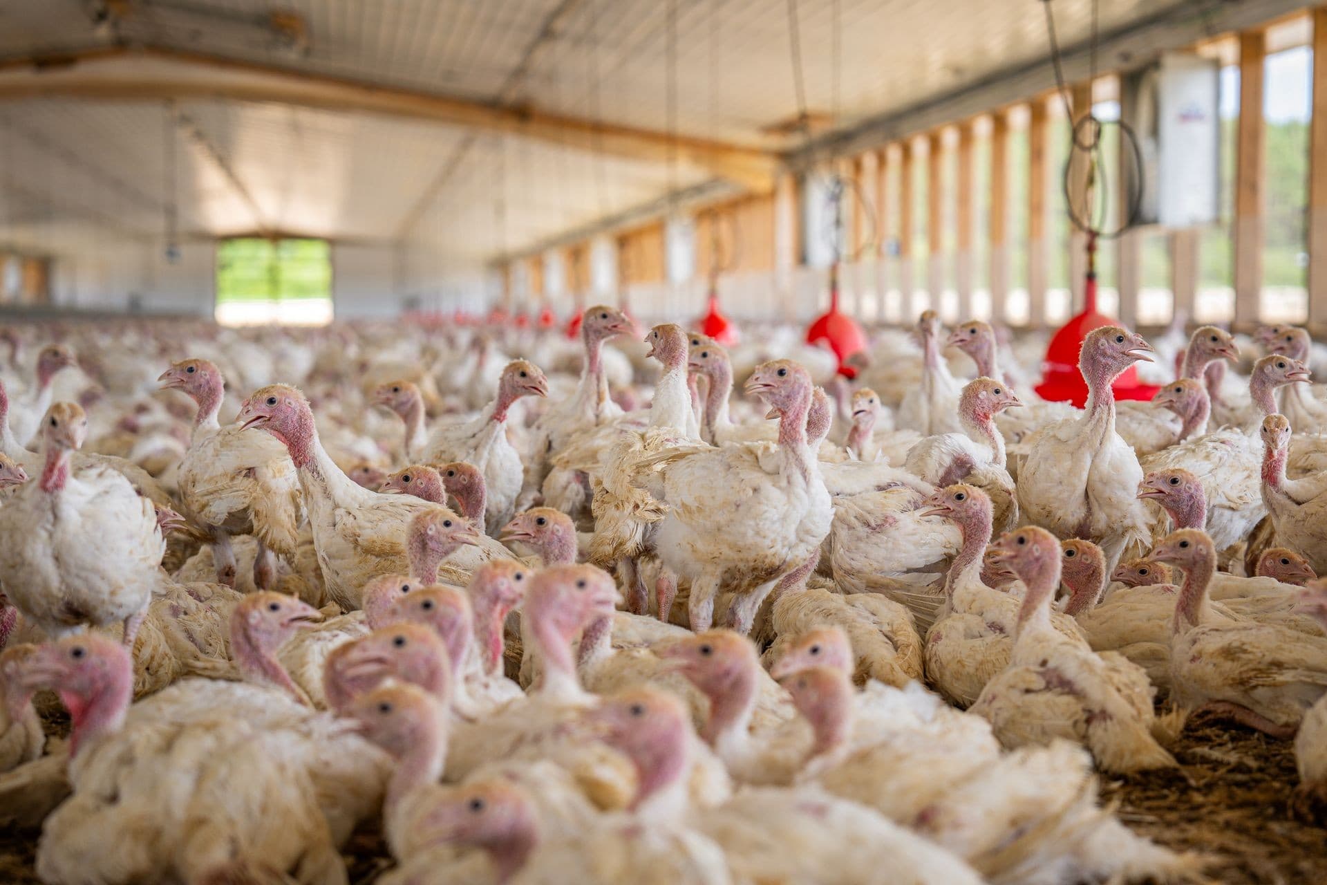 Granja de terceiro foco de Newcastle também produz perus