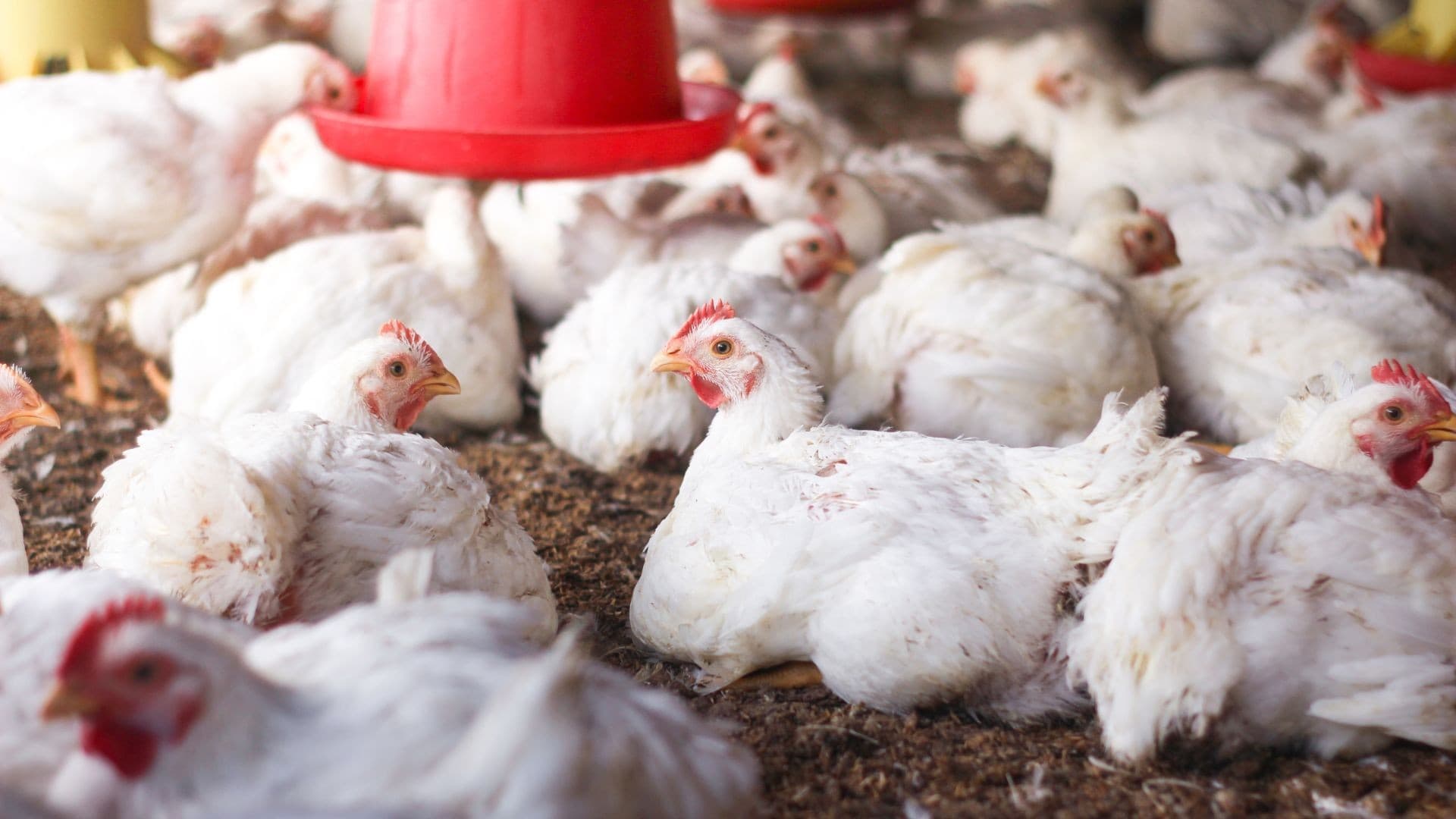 Ministério da Agricultura investiga seis suspeitas de síndromes respiratórias em aves