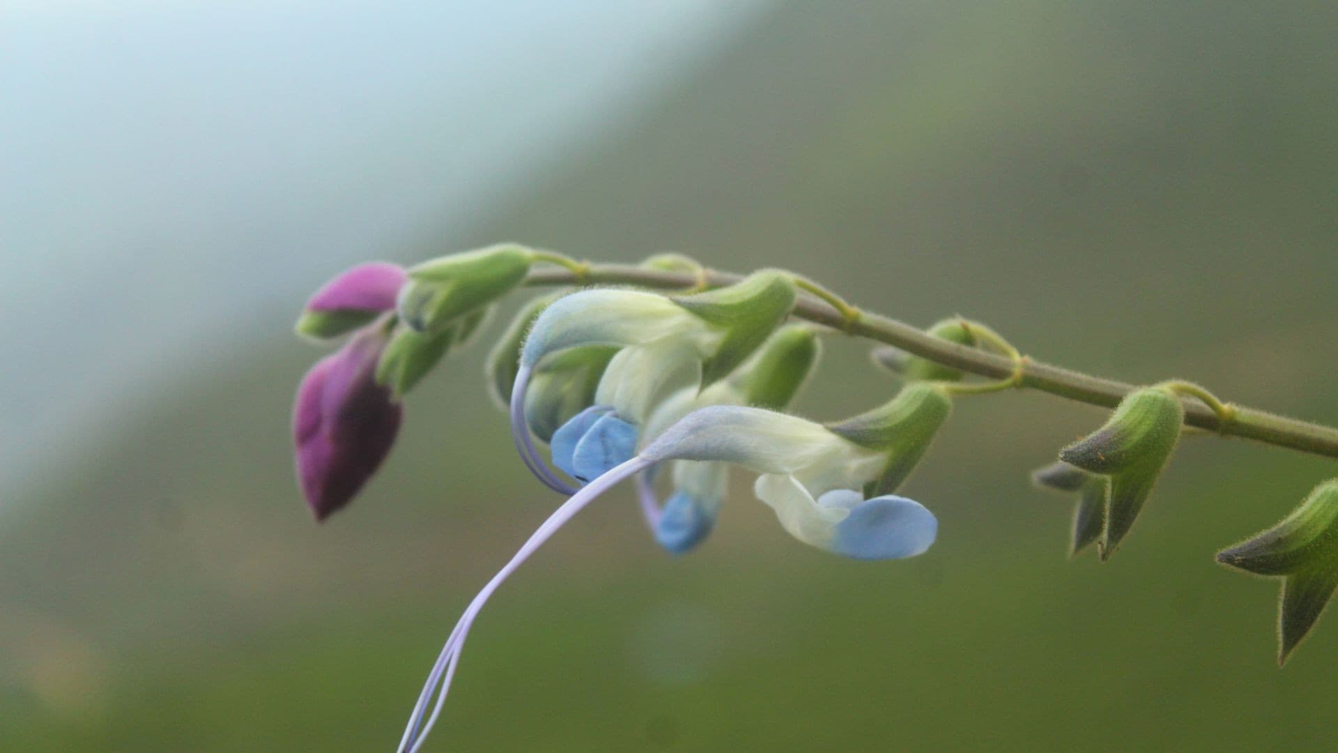 Que planta é essa? Espécie ganha nome em homenagem a Messi e está ameaçada de extinção