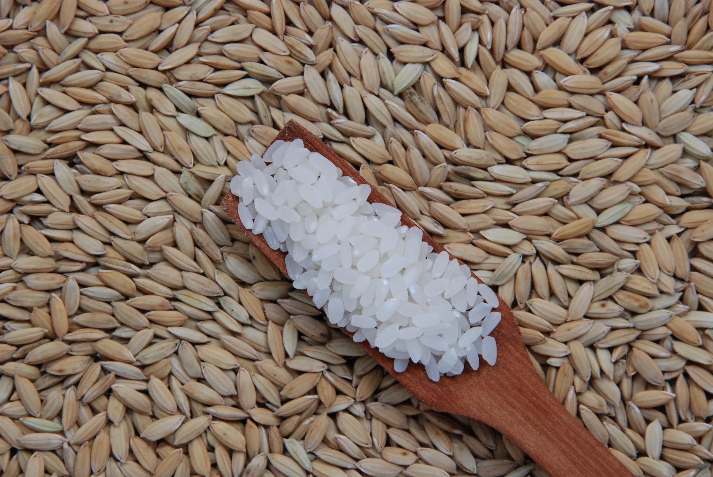 Indústrias abastecidas e menor demanda externa limitam vendas de arroz