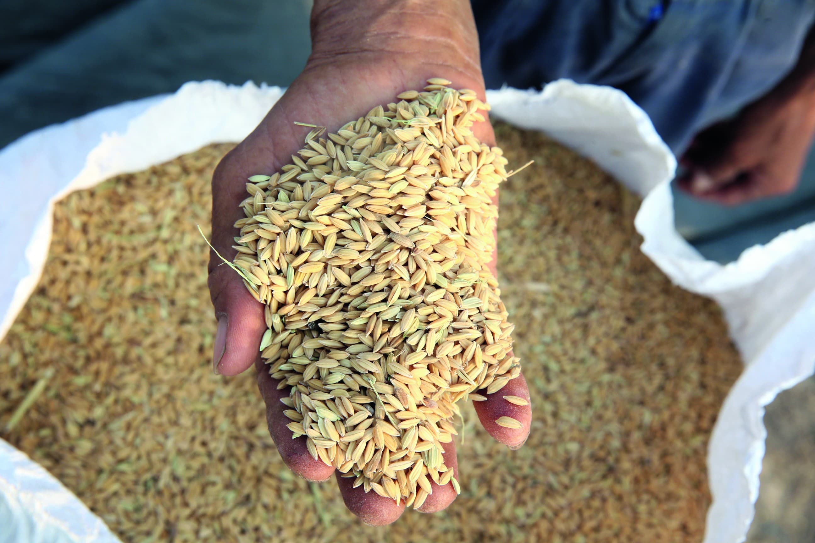 Arroz para exportação alcança R$ 90 por saca no RS após retomada das compras