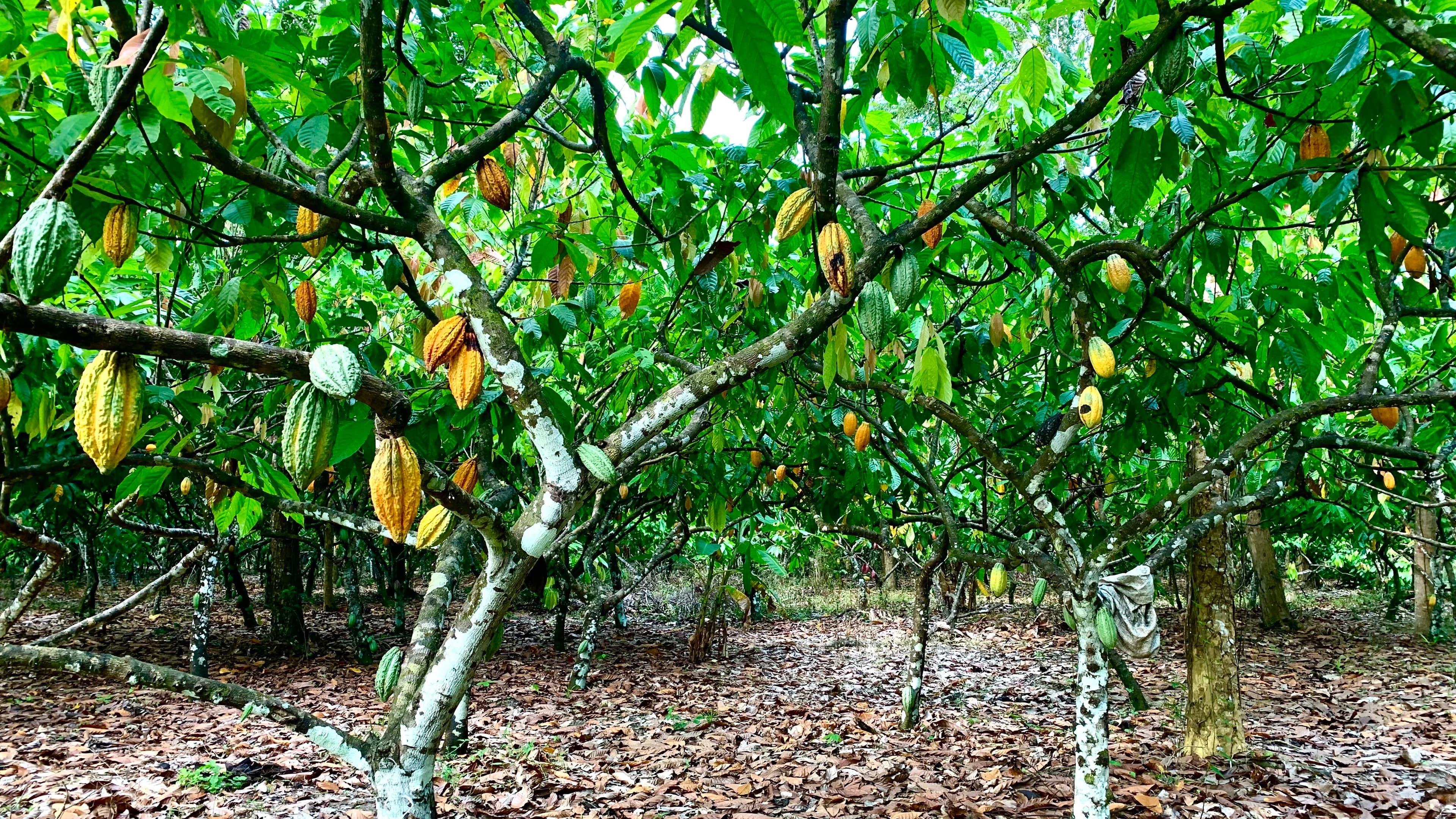 Cacau sobe em Nova York com excesso de chuvas na Costa do Marfim