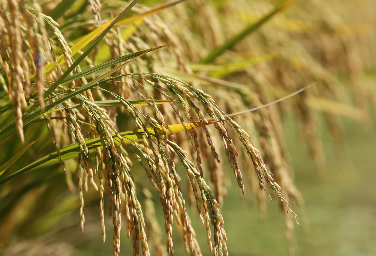 Iniciativa pioneira vai remunerar produtores de arroz por serviços ambientais