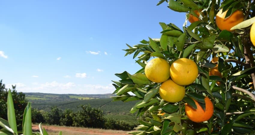 Fruticultura de Minas Gerais avançou 29% em dez anos