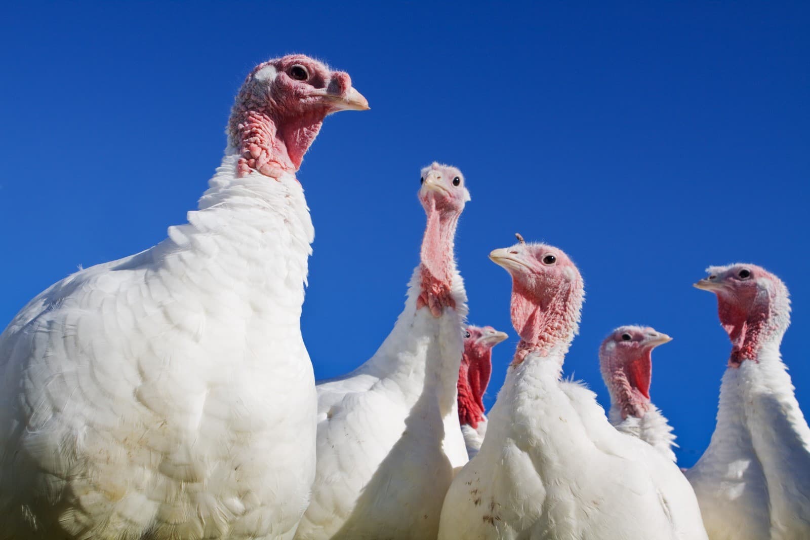 Arábia Saudita suspende compras de carne de aves de Santa Catarina