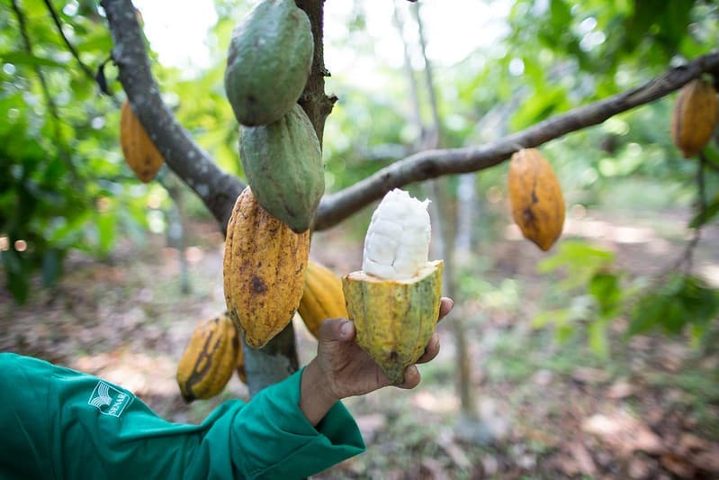 Oferta de cacau do Equador aumenta e derruba preços da amêndoa em Nova York
