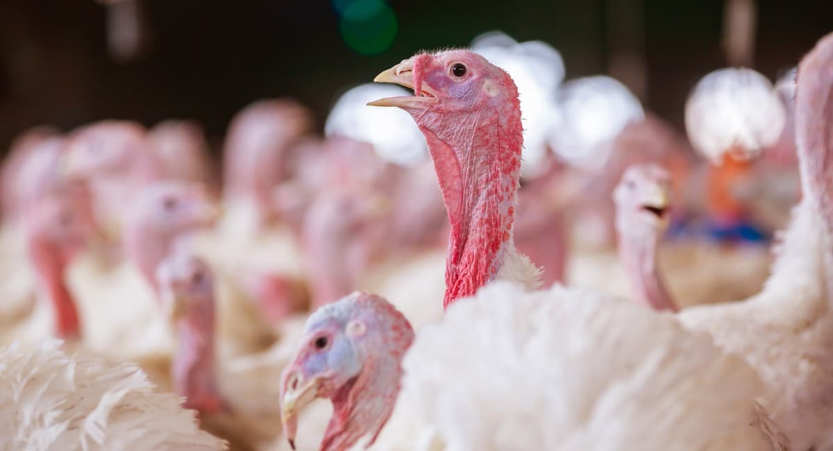 Pode atingir humanos? Entenda a doença registrada em granja de perus de SC