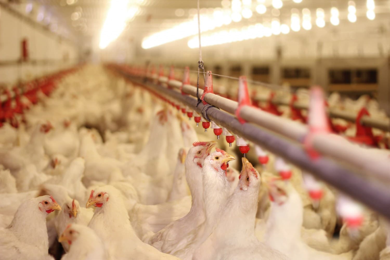Em meio a restrições às exportações de frango, Brasil abre mercado para produtos agropecuários no Sudão