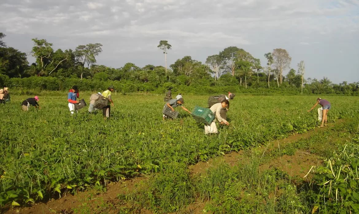 Agricultor familiar ganha novas regras para vender à merenda escolar; veja o que mudou
