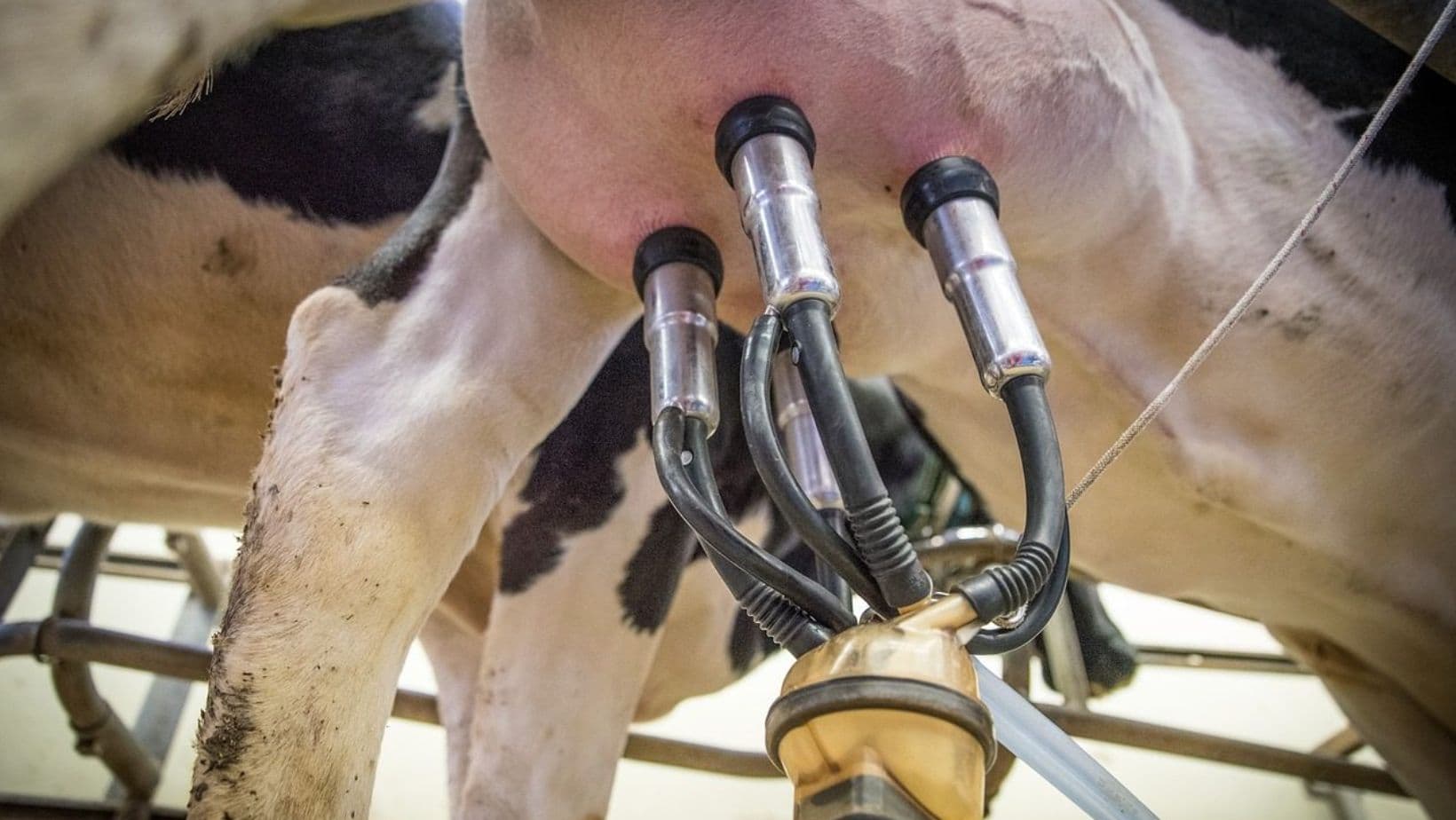 Epagri: Santa Catarina liderou produtividade de leite em 2025