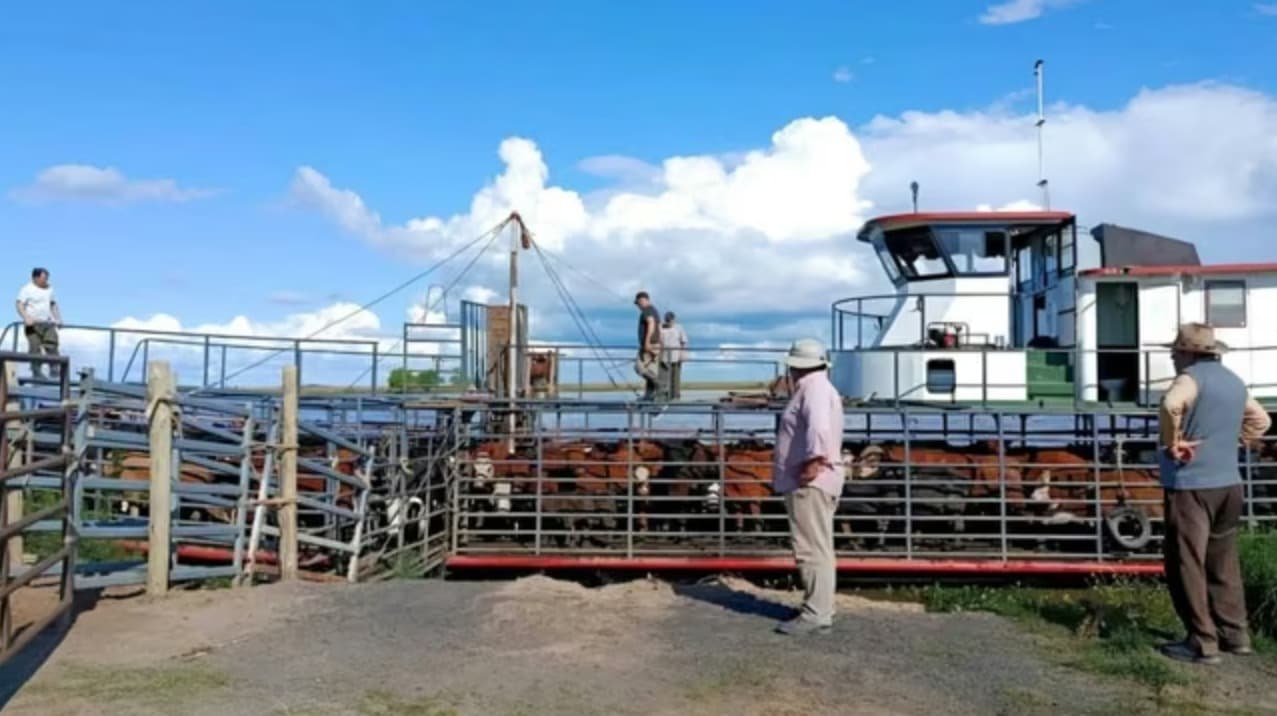 El Niño ameaça 230 mil bovinos e força retirada de gado das ilhas do Paraná na Argentina